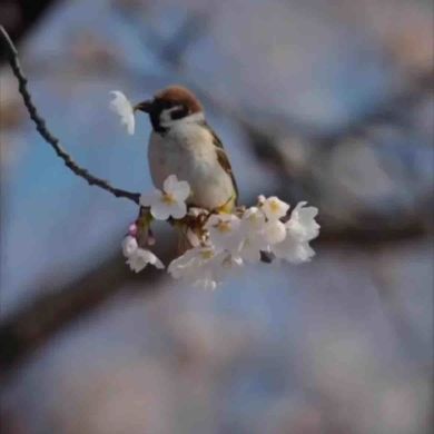 Shabnam Abil Profile Picture