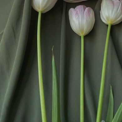 Bonu_Emro Profile Picture