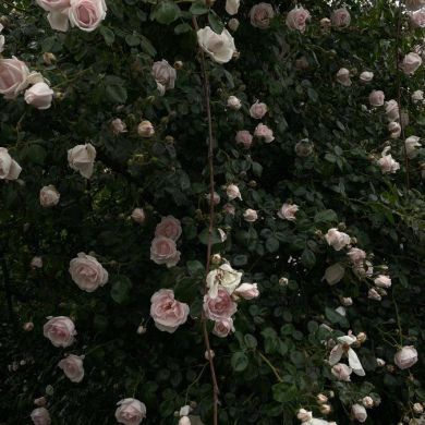 حسنرة ل Profile Picture