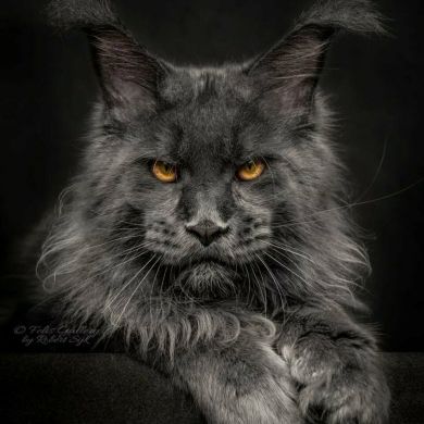 AbuuAisha Profile Picture