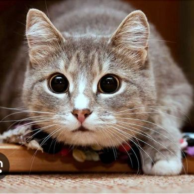 Даниил Лоза