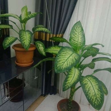 Ansaara Profile Picture