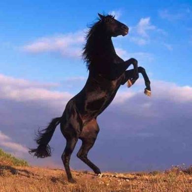 Abdurrahmon İbrohim