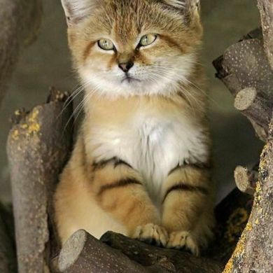 abu Abdulloh Profile Picture