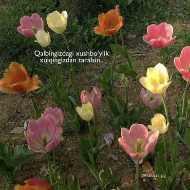 ozoda  abdulxodimova