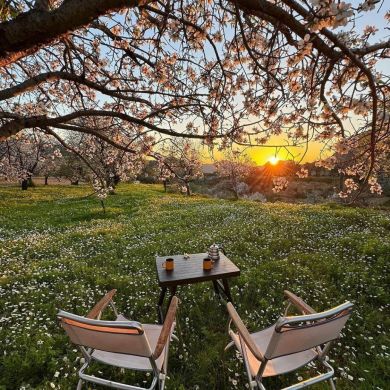 كوليوز بستانوفه