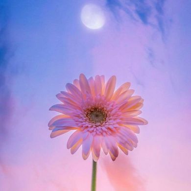 أم محمد Profile Picture