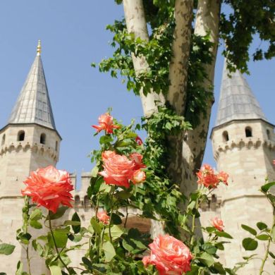 Роксана  Арди Profile Picture