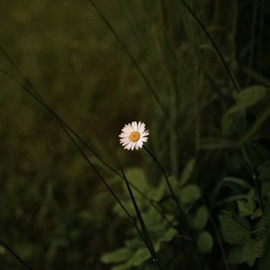 Mutaqolliba Profile Picture