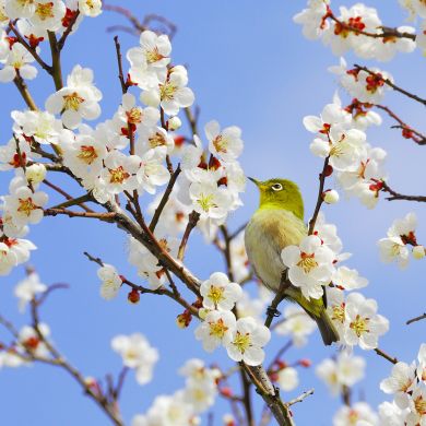 Aia Sat Profile Picture