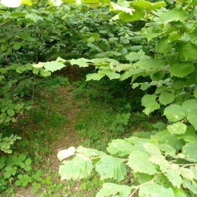 عزةالله عبدالله