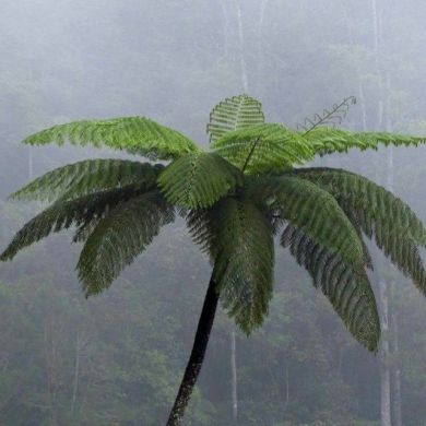 mustofa muslim Profile Picture