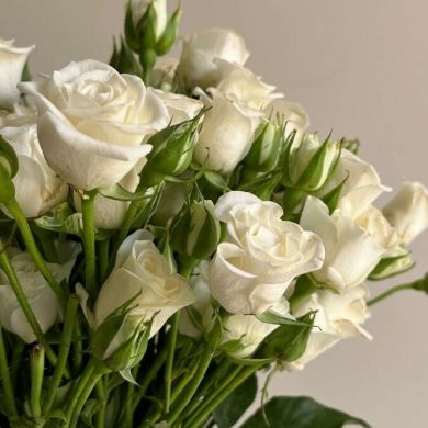 gipsofilia Profile Picture