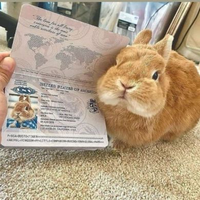 DAKUMENTEZ DOCUMENTT