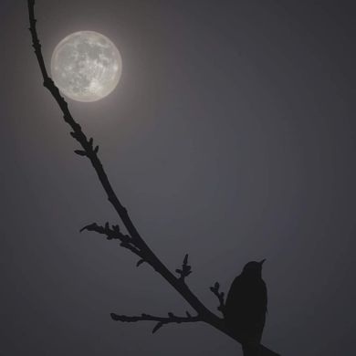 Atoulloh Yusuf Profile Picture