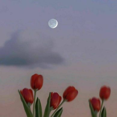 Umida Zaylobiddinova