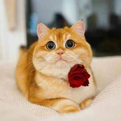 Fotima Xaqberdiyeva Profile Picture