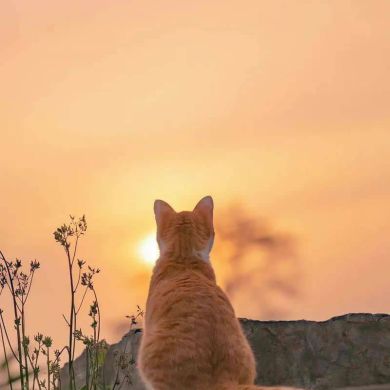 Ummati_Rasululloh Profile Picture