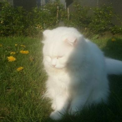 is raa Profile Picture