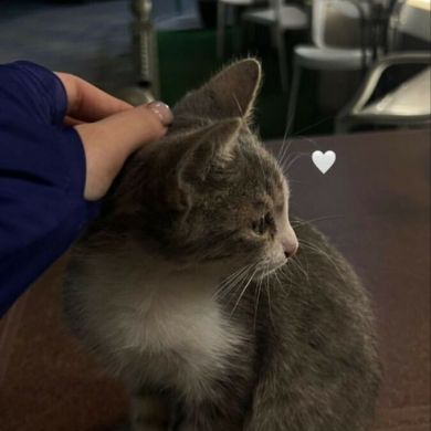 Bintusherali Profile Picture