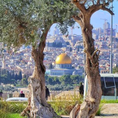 usman fh Profile Picture