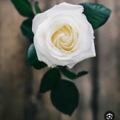 Arafat farraj Profile Picture