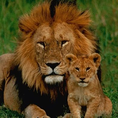 abo yasmin Profile Picture