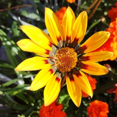 Мобильной фотограф