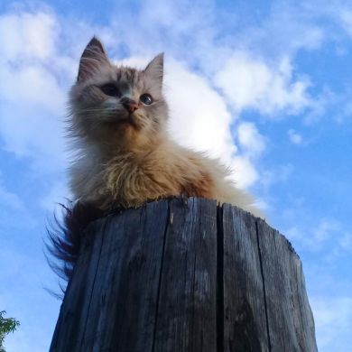 Наши животные