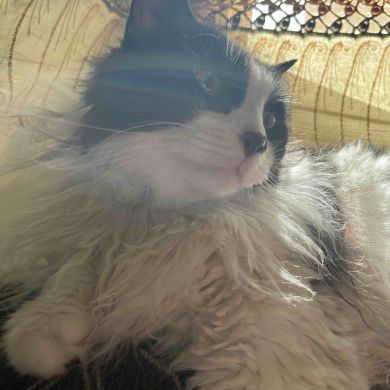 Shimaa Ali Profile Picture