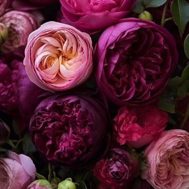 Haya tasnim Profile Picture