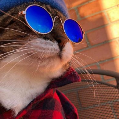 Asturiyy Arabic Profile Picture