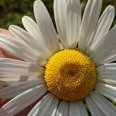 zohra zora Profile Picture