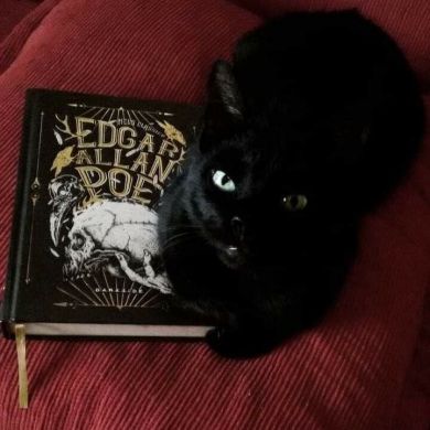 Nocturnal Moth Profile Picture