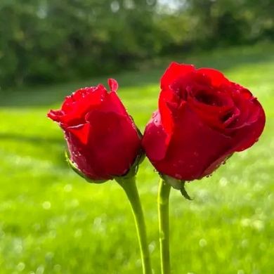 አህመድ ሁሴን