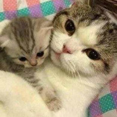 umm maysa Profile Picture