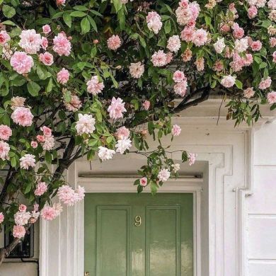 Alina Ashimovna Profile Picture