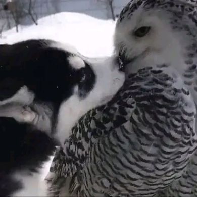 zaxio A X Profile Picture