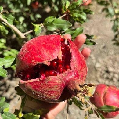 Марйам Умм Абдуллах Profile Picture