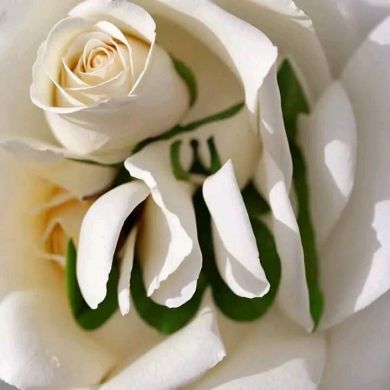 عبدالقادر كريم حبيب Profile Picture