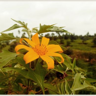 Mohamad Ravi profile picture