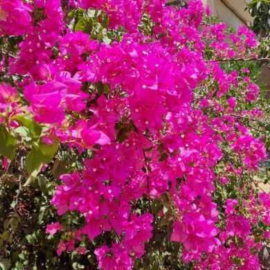 laylo boltayeva Profile Picture