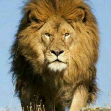 Абу Мухаммад