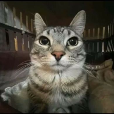 Plebei Profile Picture