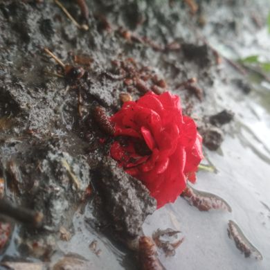 deniz_07 Profile Picture