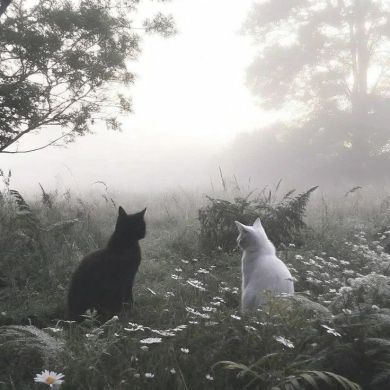 Fatema Islam Profile Picture