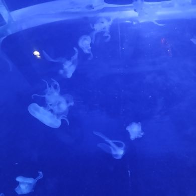 صفية بنت الاسلم Profile Picture