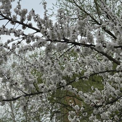 Ayat Aliyeva Profile Picture