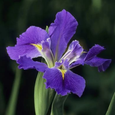 Hayat Umm MDSA Profile Picture