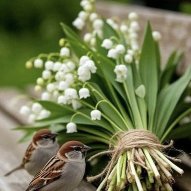 ابووافي السوري